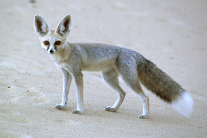 Le renard de Rupel <i>(Vulpes rupelli)</i> est de murs plutt nocturnes, comme les coyotes et les gazelles, ou les mouflons du Gilf el-Kbir.
