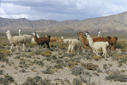 Le lama, comme lalpaga plus au nord, est le pendant domestique de la vigogne des Andes et du guanaco qui, lui, frquente la Patagonie. Quoique la laine du lama soit encore prise, elle est de moins bonne qualit que celle de lalpaga.  louest de la Quebrada, les leveurs ont tendance  privilgier les troupeaux de chvres et de moutons, les nes et les chevaux.