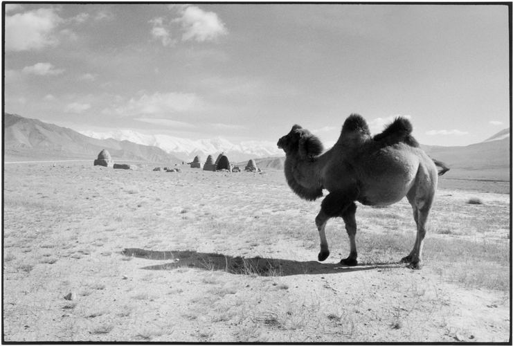 Chameau de Bactriane et ncropole kirghize, devant le mont Kongur (Xinjiang, Chine).