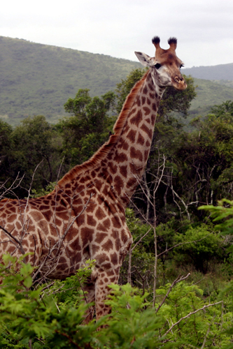 Contrairement  dautres parcs sud-africains, le Hluhluwe-Umfolozi reste entirement sauvage. Cre en 1895 et dune superficie de 96000ha, cette magnifique rserve fait alterner plaine de savane et reliefs vallonns. En dehors des <i>big five</i> (lion, lopard, lphant, rhinocros, buffle), la girafe est un animal facile  observer. Un mle adulte peut dpasser 5mtres de hauteur.