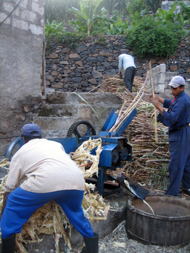 Le <i>grogue</i>, production traditionnelle de lle, est issu dun long processus qui commence par le broyage de la canne  sucre.
