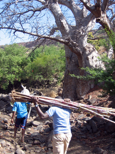 Porteur de canne  sucre devant un baobab sculaire (Santiago).