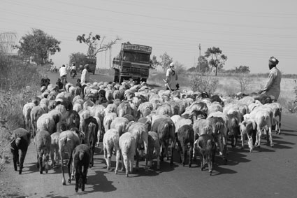 Troupeaux, pitons, vlos, <i>rickshaws</i>, camions et vaches errantes cohabitent sur les routes selon une hirarchie de priorit peu banale.