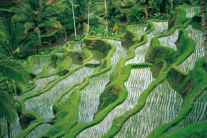 Les Balinais cultivent le moindre lopin de terre disponible. Dans la valle de Tegallalang, les rizires en terrasses permettent de contourner lpret du relief.