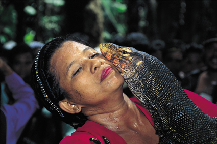 Chez les Bugis de Sulawesi, le varan est parfois adopt et trait comme le serait un enfant: il devient alors un intermdiaire entre les hommes et les dieux.