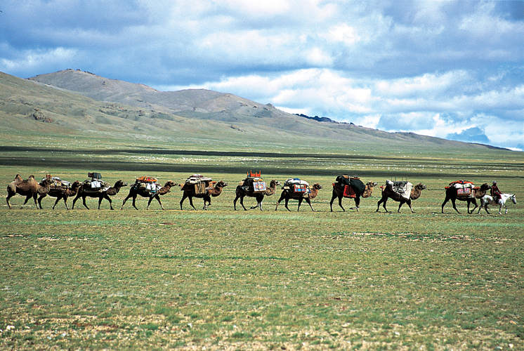 La mobilit des nomades mongols a volu. Aujourdhui, les leveurs effectuent gnralement une migration par saison mais cette moyenne dpend de facteurs divers: aridit de la rgion, moyen de locomotion et taille du troupeau de la famille (province du Gov-Altai).