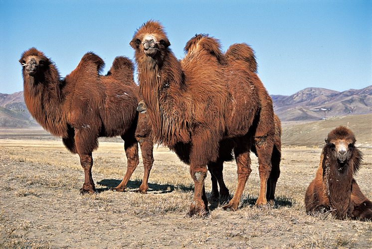 Une modeste population de chameaux sauvages subsiste dans une rserve naturelle du sud de la Mongolie. Quoique leur nombre samenuise chaque anne, les chameaux domestiqus sont utiliss partout dans le pays pour la monte, le bt et la traction.