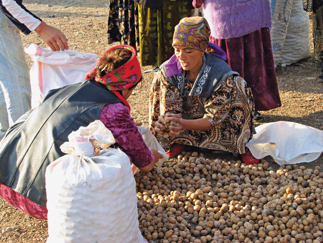 Les noyers sculaires de BazarKorgon enrichissent les paysans qui en ont reu le prcieux hritage. Les femmes se chargent den caler les noix.