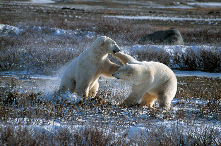 Joute entre ours blancs. Rgion de Churchill (Manitoba), baie dHudson.