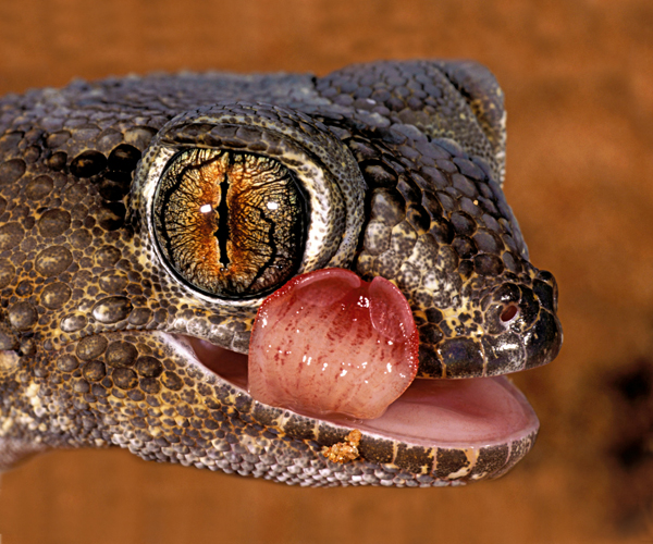 Gecko <i>(Chondrodactylus angulifer)</i>, Namibie.