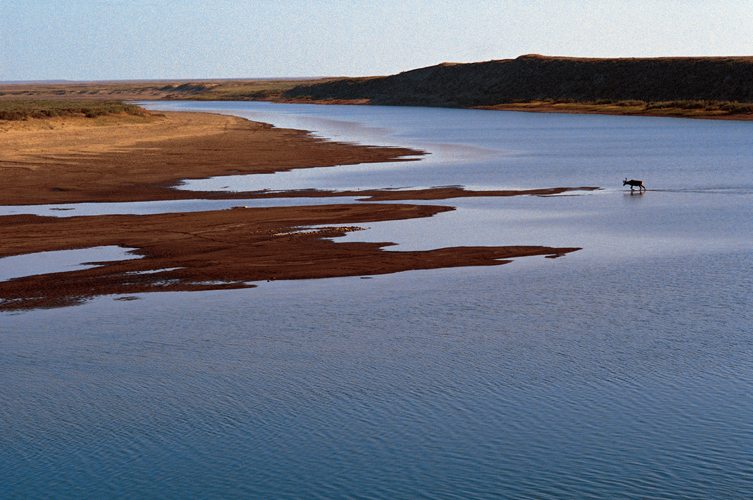 Aot  Caribou au gu de la Meade sur la toundra arctique du NorthSlope.