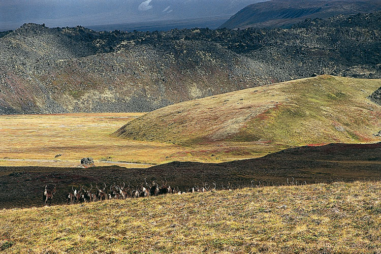Transhumance du troupeau de rennes sous les anciennes coules de lave du massif de lItchinski.