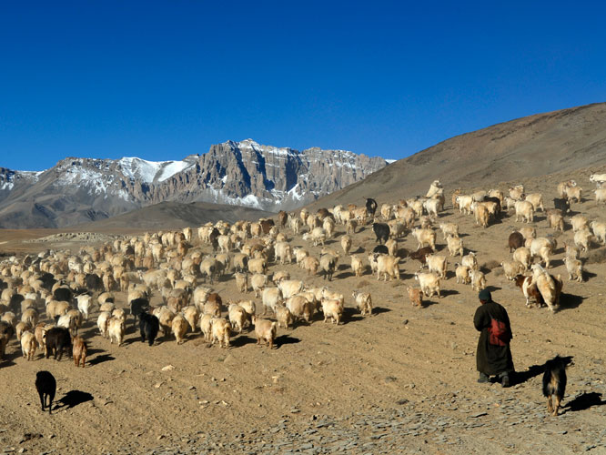 Chaque jour, il faut emmener pturer les troupeaux, parfois  plus de 15kilomtres du campement.
