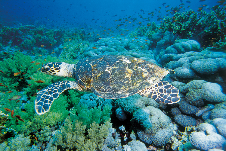 Les tortues marines peuvent nager jusqu la vitesse de 35km/h, leurs membres antrieurs assurant la locomotion et les postrieurs la direction. Leur temps moyen en apne est de dix minutes.