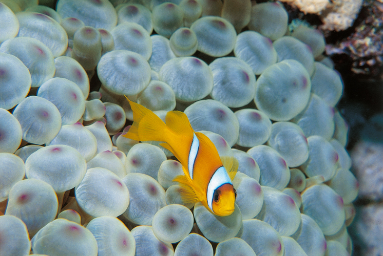 En dpit de sa taille  une dizaine de centimtres , le poisson-clown <i>(Amphiprion bicinctus)</i> dfend hardiment lanmone, ici <i>Emtacma quadricolor</i>, qui le protge des intrus.