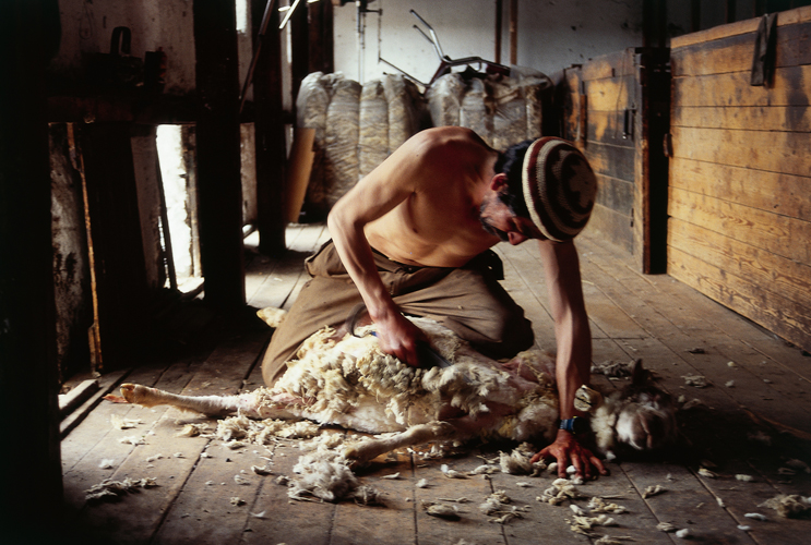 La tonte seffectue aujourdhui encore aux ciseaux pour un animal isol, une vingtaine de minutes suffisant  le dbarrasser de sa laine.