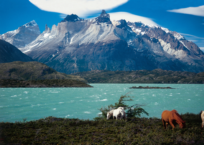 Des chevaux ont t rintroduits sur les rives du lac Pehoe, dans le parc national Torres delPaine.