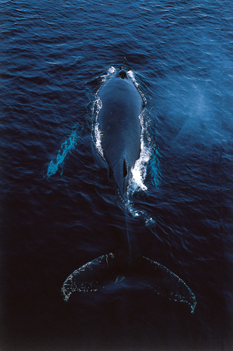 Baleine franche australe <i>(Eubalna australis)</i>.