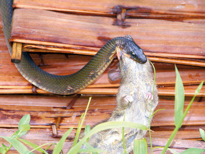Siberut est aussi appele lle aux serpents ou lle aux rats (<i>birut</i> signifiant rat): ici, un cobra qui a les yeux plus grands que le ventre!