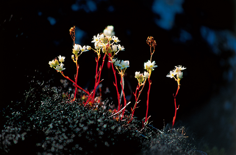 Les inflorescences de la saxifrage  trois doigts <i>(Saxifraga tridactylites)</i> slvent au-dessus du sol de manire  chapper aux chutes de neige intempestives.
