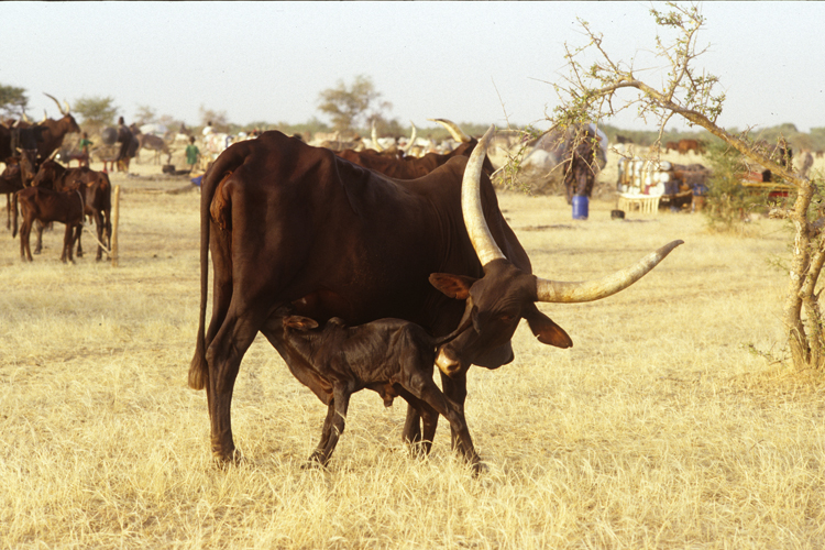 La vache aux longues cornes de race <i>bororodji</i> est la fierté du bouvier peul.