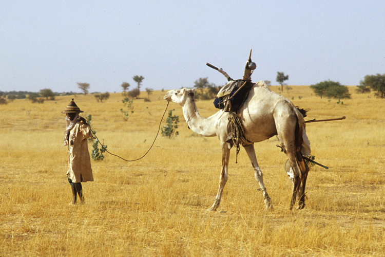 L’éleveur peul « tresse la paille », sillonne sans relâche la steppe africaine pour le bien-être de son bétail. Sa connaissance du troupeau est inouïe !