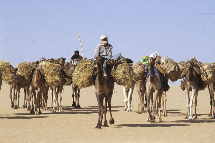 La <i>taghlamt</i>, la caravane touarègue du Ténéré, aborde l’immensité au sortir du massif de l’Aïr. Six jours seront nécessaires pour atteindre l’autre rive du désert des déserts…