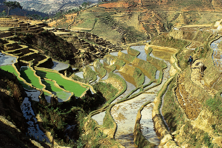 Valle rizicole cultive en terrasses aux abords de Xiaguan (Yunnan).