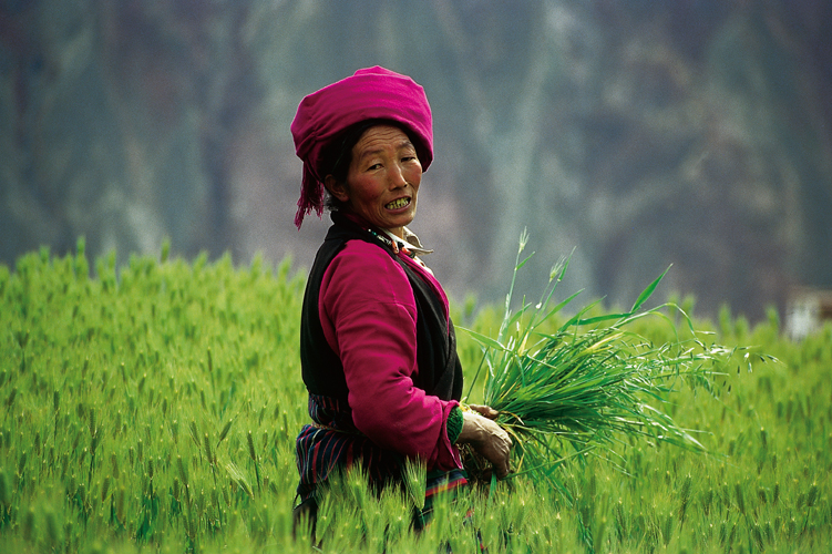 Femme dans son champ dorge, au Kham (Tibet oriental).