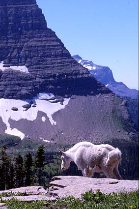 Chvre de montagne (Montana).