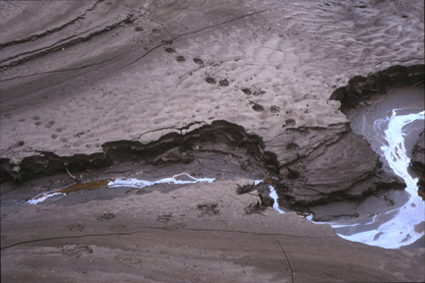 Empreintes de baribal sur les berges de la rivire Peel (nord du Yukon).