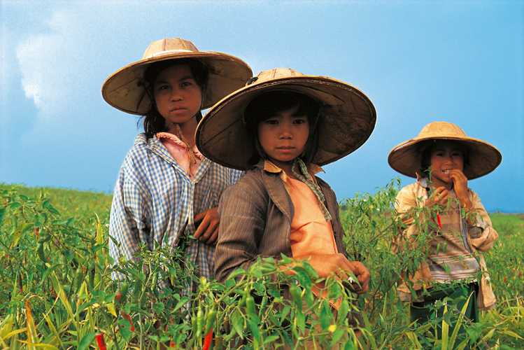 Les Shan, de langue tha, sont prs de 3,5millions. Rputs pour leurs chapeaux qui peuvent atteindre 60cm de diamtre, ils sont majoritaires dans leur tat, le plus grand de Birmanie, notamment dans la rgion de Pindaya o ils cultivent piments, pommes de terre et choux.