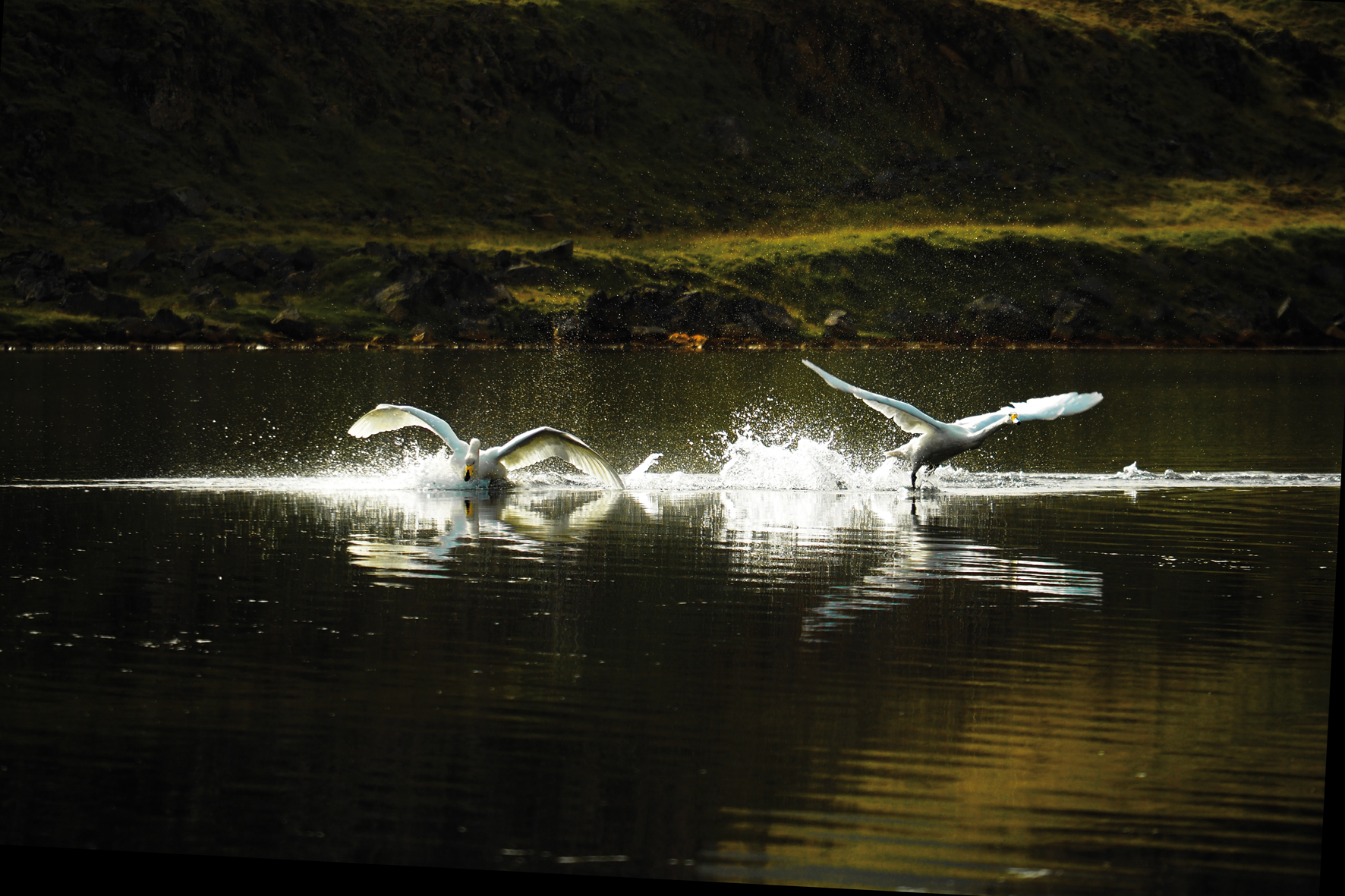 Lenvol des cygnes chanteurs depuis le lit de la Trllatungu, ce grand oiseau immacul de blanc qui rase la terre brune des marcages  fjords du Nord-Ouest