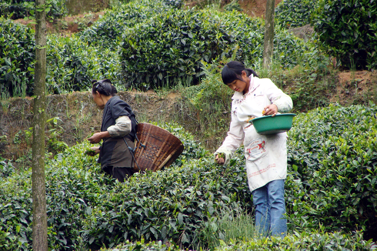 Sur le mont Mengshan, les plantations de thé nous rappellent les jardins à la française. Les théiers sont modelés telles des boules de buis par des graciles cueilleuses qui prélèvent les feuilles et les bourgeons les plus tendres.