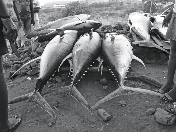 La pêche au thon, pratiquée de nuit sur de simples embarcations en bois, est éprouvante : à la force des bras, les hommes remontent les lignes où les prises de 80 à 120 kg leur cisaillent les mains.