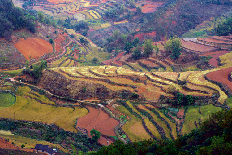 Au Yunnan, lhomme a faonn les montagnes en amnageant les cultures en terrasses, qui permettent ainsi  la Chine de fournir prs de 30% de la production mondiale de riz.