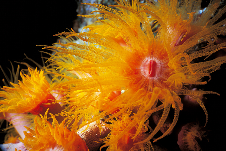 Les coraux arbuscules <i>(Tubastreasp.?)</i> possdent de gros polypes, qui atteignent 2  3cm de diamtre et dont la bouche centrale est coiffe de tentacules urticants.