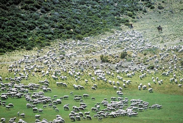 La tonte estivale des 9000ttes de moutons de lestancia BellaVista, qui en temps normal nemploie quun contrematre, occupe plus de vingt-cinq personnes durant une semaine.
