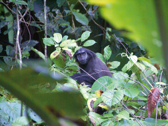Le singe <i>simakobu</i> (langur) nest en principe chass que lors de la phase finale de la grande crmonie clanique appele <i>lia</i>. Son espce est toutefois en danger.