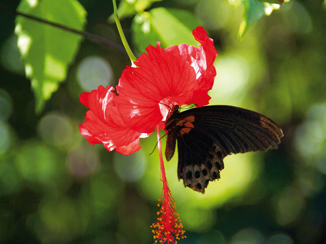 Le mimtisme dun papillon amoureux de la fleur dhibiscus. Fleurs et insectes rivalisent despces et de couleurs.