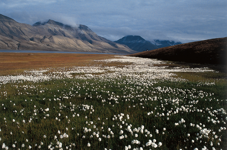 tendue de linaigrettes <i>(Eriophorum vaginatum)</i> devant Adventfjord, baie au fond de laquelle fut tablie la cit minire de Longyearbyen au dbut du XXesicle.