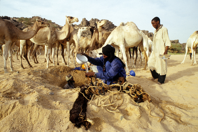 Avant de se lancer dans le grand vide, les caravaniers abreuvent leurs chameaux et remplissent les outres. Dans le <i>kori</i> Ajioua, un puisard est creus dans le lit de loued: leau est  moins de 2mtres.